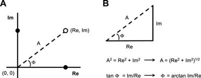 Understanding the fundamentals of oscillometry from a strip of lung tissue